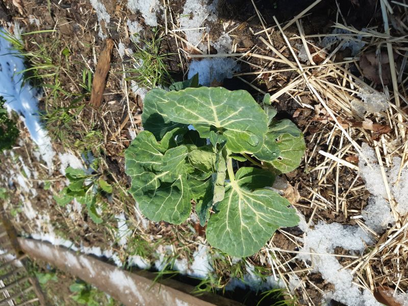 Jungpflanze im Winter
