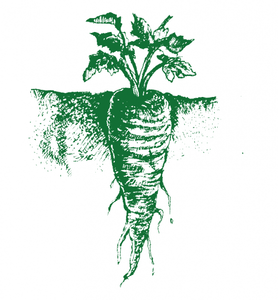 VEN-Logo: Die Pastinake